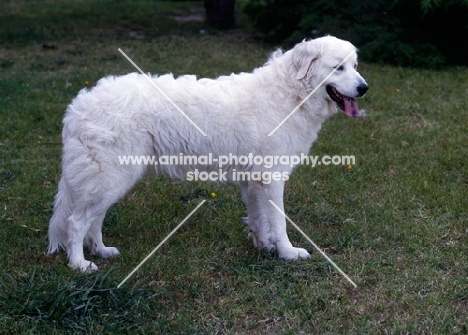 baara von delfinie, slovakian sheepdog standing