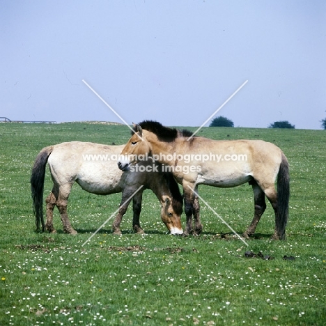 przewalski's horses at whipsnade, one grazing another looking bored
