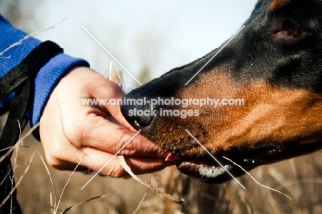 Doberman receiving a treat