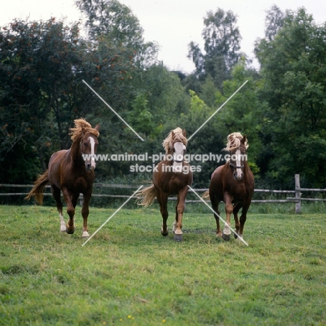 Hjelm, Rex Bregneb, Tito Naesdal, three Frederiksborg stallions trotting towards camera