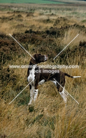  sh ch fiveacres chantelle, pointer looking over shoulder on moorland