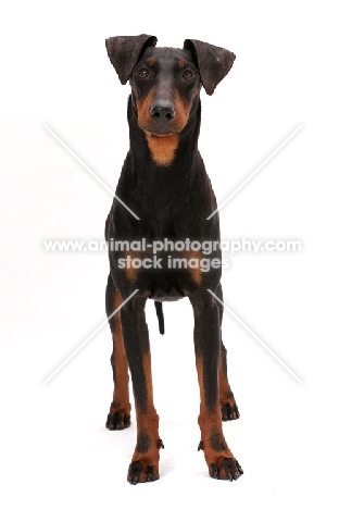 Manchester terrier in studio, front view