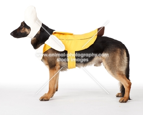 German Shepherd Dog dressed up as a banana