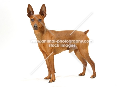 red Miniature Pinscher, Australian Champion