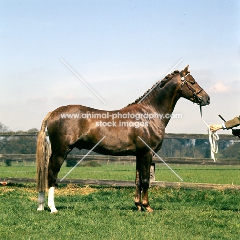 keston royal occasion, world famous stallion welsh pony (section b), at a show