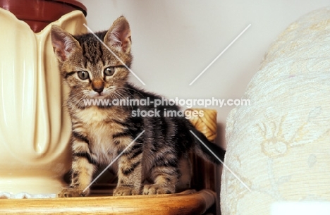 kitten next to vase