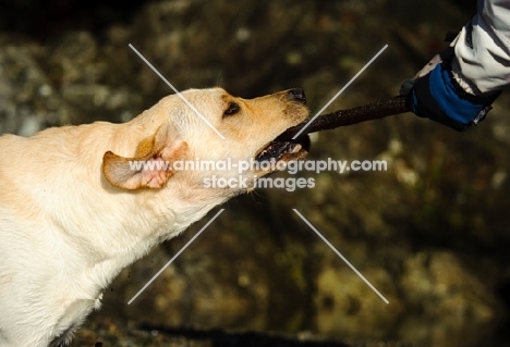 Labrador Retriever pulling