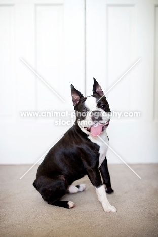 Boston Terrier sitting on carpet with tongue out.