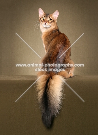 Somali cat, back view