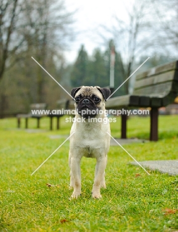 fawn Pug in park