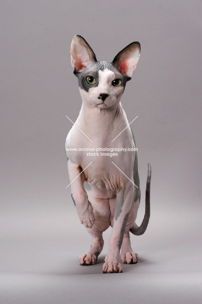 Sphynx cat front view