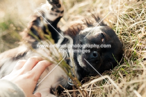 long-haired Chihuahua getting petted