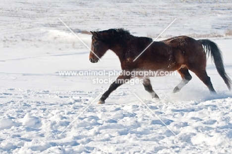Morgan Horse trotting through the snow