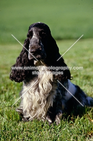 english cocker spaniel in usa, sitting on grass