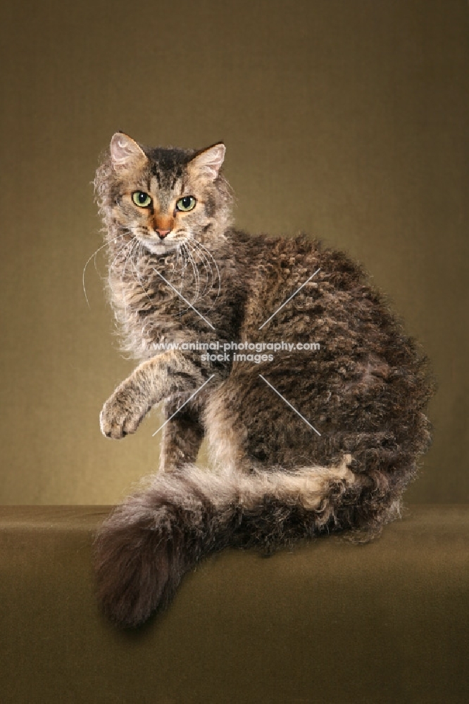 2 year old Brown Mac Tabby LaPerm male sitting left with paw raised, looking at us.