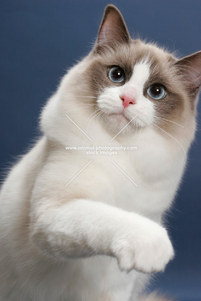 Seal Point Bi-Color ragdoll