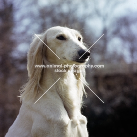 ch alexandra of daxlore head study of this famous saluki