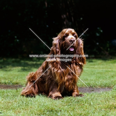 sussex spaniel sitting 