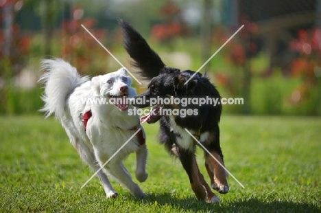 black tri color australian shepherd and white merle australian shepherd running together