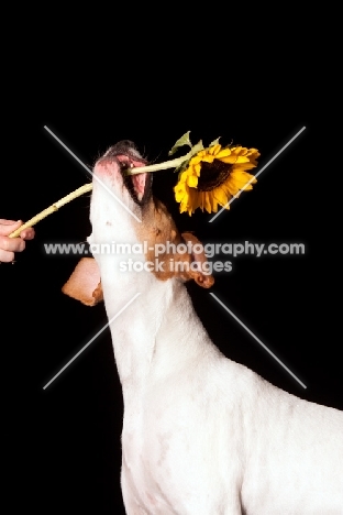 Beagle with flower