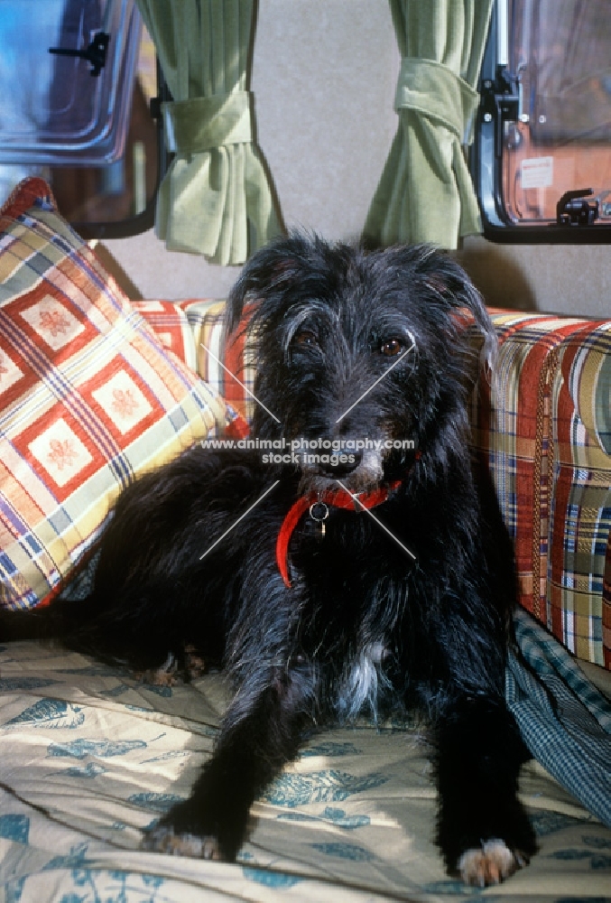 lurcher in a camper van