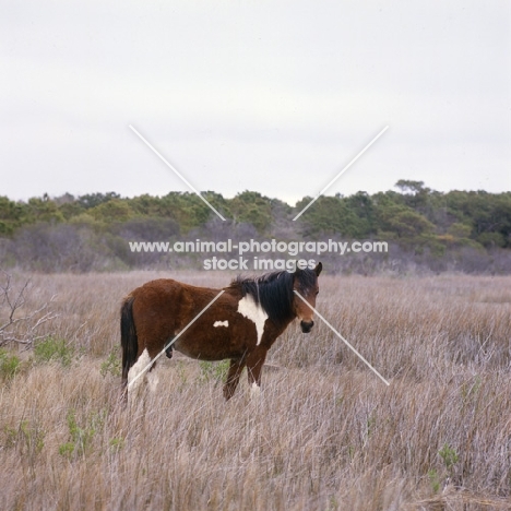 Chincoteague pony full body  on assateague island Island