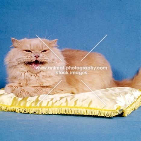 cream longhaired cat looking evil on cushion