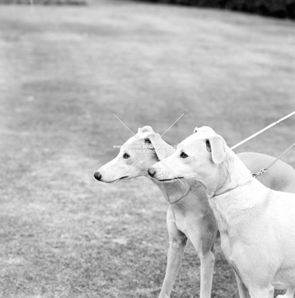 two whippets