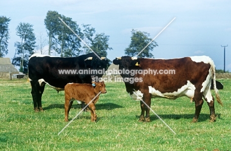 gloucester cattle family at cotswold farm park