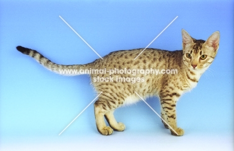 chocolate silver spotted Ocicat on blue background