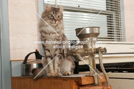 American Curl in kitchen