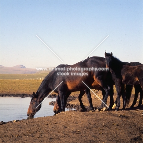 Kabardine mare drinking with foal in Caucasus mountains