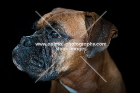 Boxer on dark background