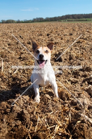 alert Jack Russell in field