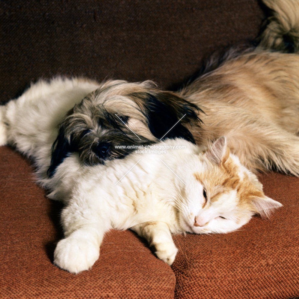 young lhasa apso using a cat as a pillow