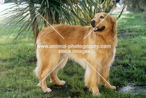 hovawart ,ch basil v.d.weunsberger rebe, standing on grass