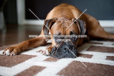 boxer lying with head down on rug
