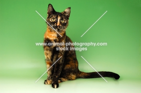 tortoiseshell shorthair (non pedigree) sitting 