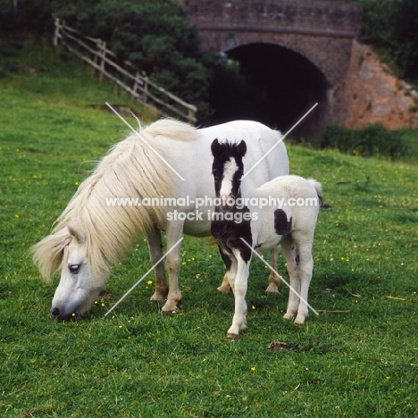 shetland pony mare and foal