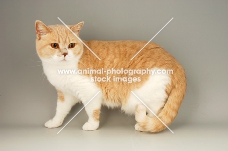 british shorthair cat standing, bi-colour, cream and white