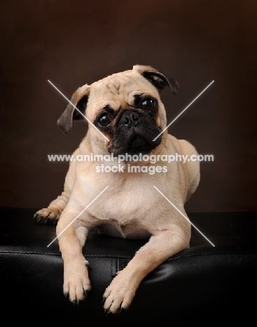 Pug lying on brown background
