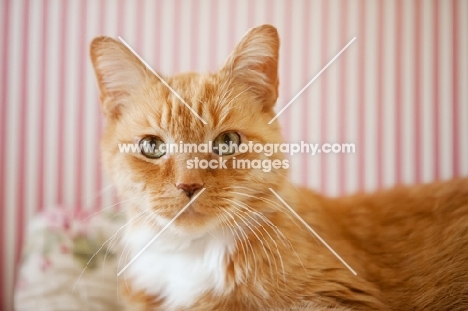 close up of orange cat looking at camera