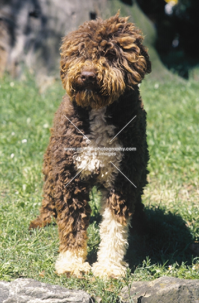 Lagotto Romagnolo, front view