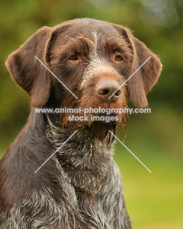 German Wirehaired Pointer (aka GWP, Deutscher Drahthaar) portrait