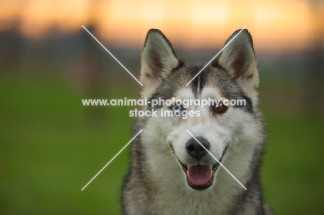 alaskan malamute mix with odd eyes, sunset in the background