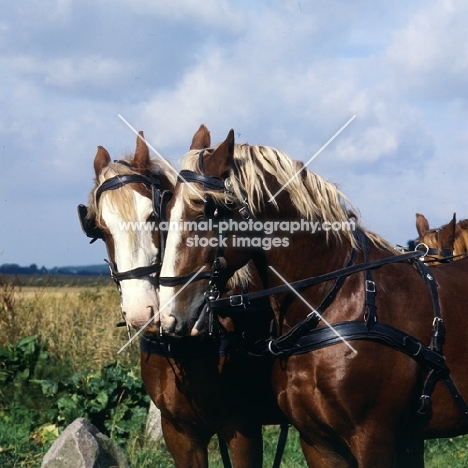 Hjelm and Tito, two Frederiksborgs in harness having a word