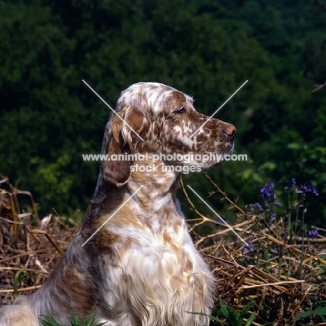 sh ch hello dolly at upperwood,  english setter head and shoulder shot
