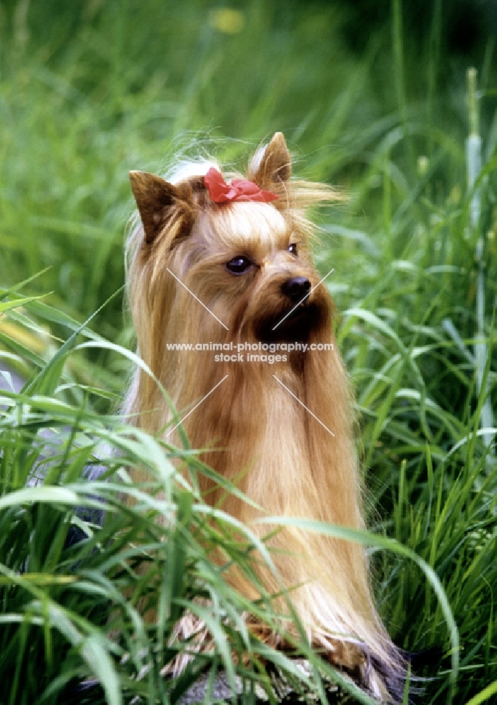 ch yadnum regal fare, yorkshire terrier, portrait