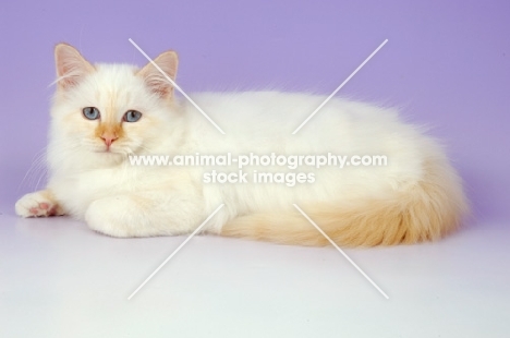 young cream point Birman