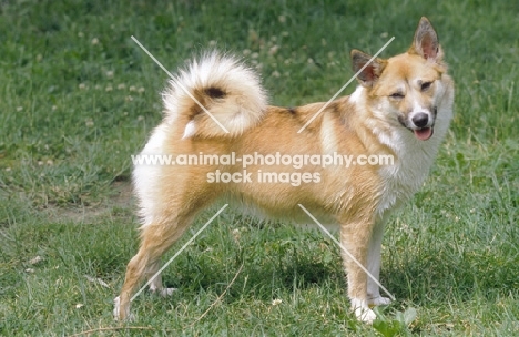 Iceland dog side view